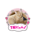 パパとぺぺ その3（個別スタンプ：6）