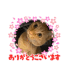 パパとぺぺ その3（個別スタンプ：7）