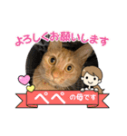 パパとぺぺ その3（個別スタンプ：12）