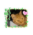 パパとぺぺ その3（個別スタンプ：13）