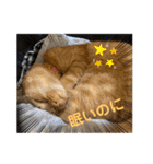 パパとぺぺ その3（個別スタンプ：15）
