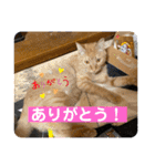 パパとぺぺ その3（個別スタンプ：21）