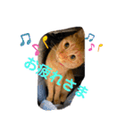 パパとぺぺ その3（個別スタンプ：22）