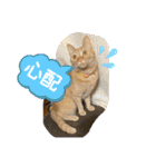 パパとぺぺ その3（個別スタンプ：30）