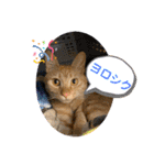 パパとぺぺ その3（個別スタンプ：32）
