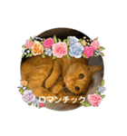 パパとぺぺ その3（個別スタンプ：36）