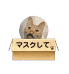 パパとぺぺ その3（個別スタンプ：38）