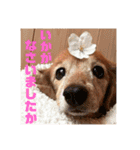 るーさま❤️（個別スタンプ：24）