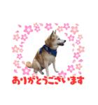 しばいぬ くるみちゃん（個別スタンプ：8）