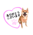 豆柴ぽっちゃん★毎日使える可愛いスタンプ（個別スタンプ：4）