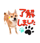 豆柴ぽっちゃん★毎日使える可愛いスタンプ（個別スタンプ：6）