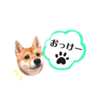 豆柴ぽっちゃん★毎日使える可愛いスタンプ（個別スタンプ：8）