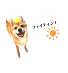 豆柴ぽっちゃん★毎日使える可愛いスタンプ（個別スタンプ：11）