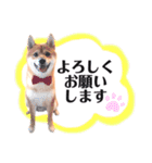 豆柴ぽっちゃん★毎日使える可愛いスタンプ（個別スタンプ：12）