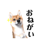豆柴ぽっちゃん★毎日使える可愛いスタンプ（個別スタンプ：26）