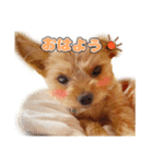 くうちゃんのスタンプ(1)（個別スタンプ：2）