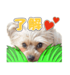 くうちゃんのスタンプ(1)（個別スタンプ：3）