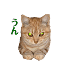 アメショのこむら（個別スタンプ：9）