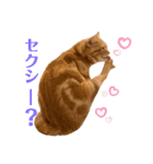 アメショのこむら（個別スタンプ：14）