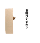 アメショのこむら（個別スタンプ：18）
