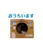 アメショのこむら（個別スタンプ：22）