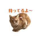 アメショのこむら（個別スタンプ：28）