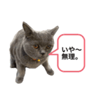 ブブブブリティッシュ改（個別スタンプ：1）