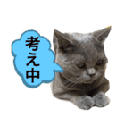 ブブブブリティッシュ改（個別スタンプ：2）