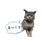 ブブブブリティッシュ改（個別スタンプ：3）