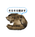 ブブブブリティッシュ改（個別スタンプ：4）