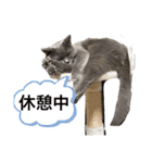 ブブブブリティッシュ改（個別スタンプ：5）