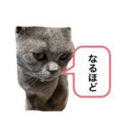 ブブブブリティッシュ改（個別スタンプ：8）