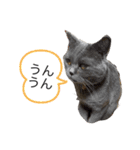 ブブブブリティッシュ改（個別スタンプ：9）