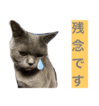 ブブブブリティッシュ改（個別スタンプ：19）