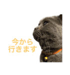 ブブブブリティッシュ改（個別スタンプ：20）