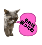 ブブブブリティッシュ改（個別スタンプ：27）