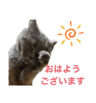 ブブブブリティッシュ改（個別スタンプ：29）