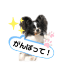 パピパピパピヨン！(2)（個別スタンプ：9）