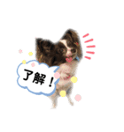 パピパピパピヨン！(2)（個別スタンプ：15）