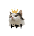 ねこちこ②（個別スタンプ：7）