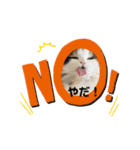 ねこちこ②（個別スタンプ：10）