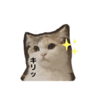 ねこちこ②（個別スタンプ：15）