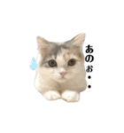 ねこちこ②（個別スタンプ：24）