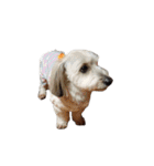 実家の犬！①（個別スタンプ：1）