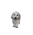 実家の犬！①（個別スタンプ：2）