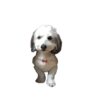 実家の犬！①（個別スタンプ：3）