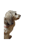 実家の犬！①（個別スタンプ：4）