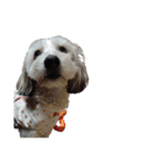 実家の犬！①（個別スタンプ：8）