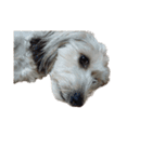 実家の犬！①（個別スタンプ：9）