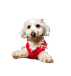 実家の犬！①（個別スタンプ：10）